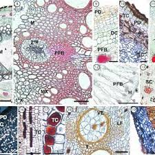 Image result for Adenia rumicifolia