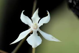 Image result for Aerangis ugandensis