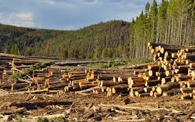 Https Greentumble Com 15 Strategies To Reduce Deforestation Deforestation Tree Removal Amazon Deforestation
