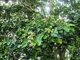 Image result for Hernandia nymphaeifolia
