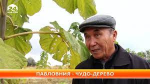 Павло́вния продолговатая, или павло́вния удлинённая (лат. Pavlovniya Ili Adamovo Derevo Rodom Iz Kitaya Teper I V Toktogulskom Rajone Youtube
