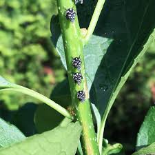 Keep a spray bottle of insecticidal soap handy to spray lanternflies on contact. Spotted Lanternfly Nymphs Are Swarming Here Are Some Backyard Management Tips Lehighvalleylive Com