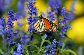 Or, you can plant tall or thorny plants around your flower beds, like rose bushes, so dogs can't get into them. Love These Flowers Beautiful Flowers Garden Garden Landscape Design Flower Garden