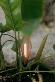 Image result for Cercestis congensis