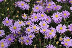 Comment brachyscome multifida is a bushy perennial herb, widespread in a variety of habitats including grassland and open forest, often in rocky areas. Brachyscome Cut Leaf Daisy Purple 6 Pot Hello Hello Plants Garden Supplies