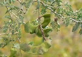 Image result for Faidherbia albida