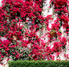 Cette plante n'aime pas trop la chaleur sèche en hiver et devrait être hivernée dans une serre froide (sans risque de gel), dans une véranda ou dans. Bougainvillier Planter Et Tailler Ooreka