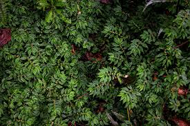 Image result for Elatostema monticola