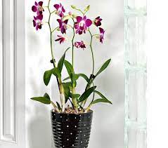 Purple Dendrobium Orchid Gardenista White Flower Farm Dendrobium Orchids Orchids