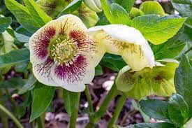 Tra le piante da fiore che crescono in vaso e sono resistenti al freddo del gelido inverno vi sono ad esempio il dianthus gratianopolitanus e il velo da sposa. Piante Resistenti Al Freddo Le 5 Piante Piu Forti In Inverno