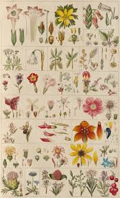 Anleitung Zu Der Pflanzenkenntniss Und Derselben Nutzlichsten Anwendung Salomon Schinz Et Al 1774 Via E Rara Botanical Drawings Botanical Art