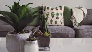 Noah garden centre has the widest selections of plants, pots, potting mix, gardening accessories and landscape services in singapore. 13 Hardy Houseplants You Probably Won T Kill The Singapore Women S Weekly