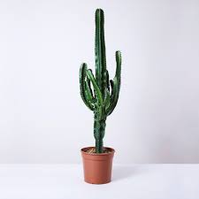 Image result for Euphorbia eranthes