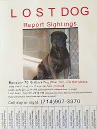 Maybe you would like to learn more about one of these? This Dog Got Out Of A Vets Office While In Their Care Please Keep Your Eyes Out For Him In The Huntington Beach Ca Area Dogs Black Dog Vet Office