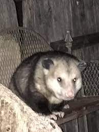 Big Possum In My Backyard Animals Animals Images Possum