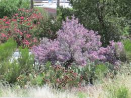 We did not find results for: Choosing Plants With Colors Flowers Drought Tolerant Heat Resistant White Purple Red Orange Yellow Bushes Tjs Garden