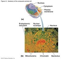 We did not find results for: Figure 4 1 Anatomy Of The Composite Animal Cell Ppt Download