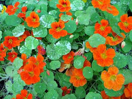 images?q=tbn:ANd9GcTvy8fZhjTdMSq9Waemblbq8M_WSEi9PTg74TGpq8gXmiNvs3Eg