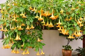 Image result for Datura