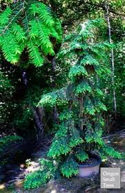 It is not always easy to distinguish t. 57 Tsuga Ideas Puut Salainen Puutarha Puutarha