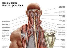 Muscle head anatomy vocal organ diagram female neck anatomy neck wireframe head neck human anatomy head artery anatomy face pharynx vector neck degree head anatomy 3d. Human Anatomy Of Deep Muscles In The Neck And Upper Back Iliocostalis Cervicis Longissimus Cervicis Stock Photo 174713910
