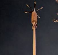 Telecom Broadcasting Mobile Microwave Lattice Steel Single Tube Antenna  Tower