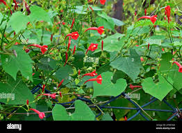 Image result for Ipomoea hederifolia