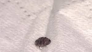 Kleine braune käfer im schlafzimmer! Kafer In Schlafzimmer Essen Schlafen Hygiene