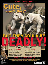 Image result for Rabies