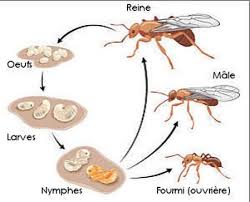 Epingle Par Choul Sur Insectes Fourmis Insectes Elevage Fourmis