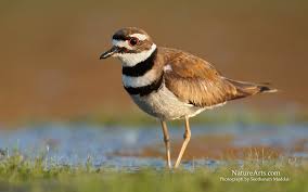 Bird With Orange Belly And Black Head Pin By Lisa Palmer On Birds Beautiful Birds Sea Birds Killdeer