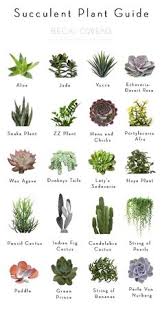 Check spelling or type a new query. 27 Best Small Cactus Plants Ideas Plants Succulents Succulents Garden