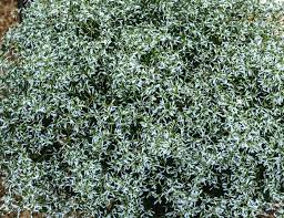 Image result for Euphorbia hypericifolia