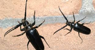 Palo verde beetles are often the cause for a shriek due to their appearance and their menacing looking pincher mandable. Arizona Beetles Bugs Birds And More Does The Palo Verde Rootborer Really Kill Palo Verde Trees