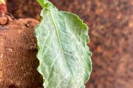 Image result for Oxygonum