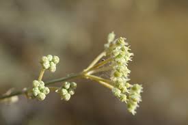 Image result for Deverra burchellii