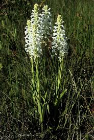Image result for Satyrium