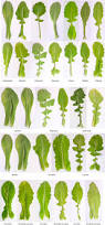 Image result for Brassica rapa