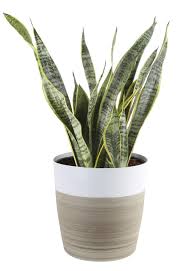 Do you like cactus grafts? Amazon Com Costa Farms Premium Live Indoor Snake Sansevieria Floor Plant Shipped In Decor Planter 2 Feet Tall Grower S Choice Green Yellow Garden Outdoor