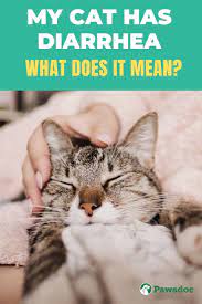 Why Is My Cat Having Diarrhea I Common Causes And Remedies Cat Diarrhea Cat Health Problems Cat Health