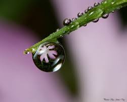 Flowers In My Dew Drops On My Flowers Dew Drops Pearl Drop Earrings Flowers Photography