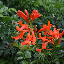 Image result for Tecoma capensis