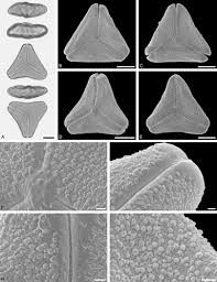 Image result for Englerina