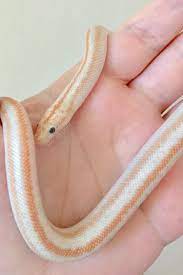 San Felipe Hypo Rosy Boa Rosy Boa Pet Snake Cute Snake