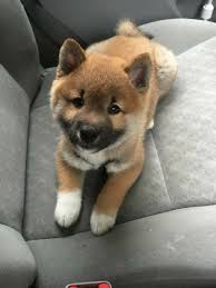 Maybe you would like to learn more about one of these? Shiba Inu Vs Kintamani Breed Comparison Mydogbreeds
