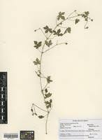 Image result for Geranium aculeolatum