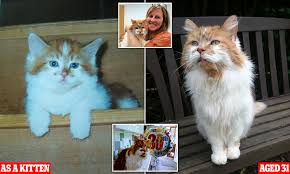 Weight loss, an unpleasant odor, and other symptoms of aging can indicate identifying these signs is what we are going to discuss today. World S Oldest Cat Dies Aged 31 As Heartbroken Owner 52 Pays Tribute To Her Beloved Rubble Daily Mail Online