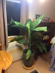 Pin On Dumb Cane Plant