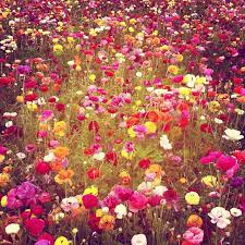 Acres Of Ranunculus So Pretty I Kind Of Can T Take It If You Ever Find Yourself Driving Through Carlsbad Cali Flower Field Beautiful Flowers Pretty Flowers