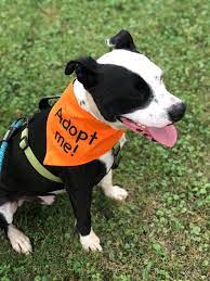 Maybe you would like to learn more about one of these? Almost Home Canine Rescue Finds Forever Families For Pets Siouxfalls Business